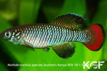 Nothobranchius sylvaticus Southern Kenya KEN 18-01 male adulte 