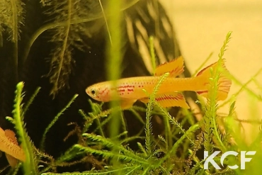 Aphyosemion aff. louessense Ingolo- Iwayi COFE 10-18 male adulte 