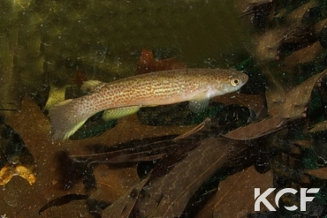 Anablepsoides sp. Botopassi Sur 2022 male adulte 