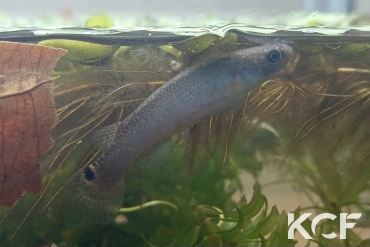 Anablepsoides sp. Col 08-22 femelle adulte 