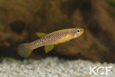 Aphyosemion schluppi Moudilikissou COCOCC 21-14 male adulte 