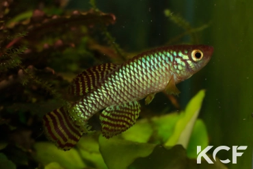 Nothobranchius ruudwildekampi Lukwale River TZHK 09-03 male adulte 