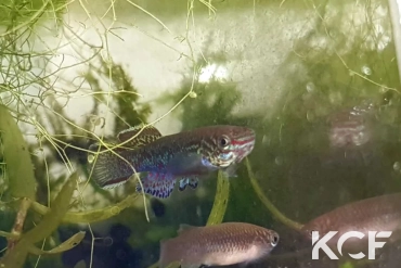 Fundulopanchax lacustris Lake Ejagham C 89-05 couple sub adulte 