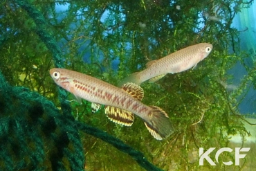 Aphyosemion losantosi Bisun GEMGSL 19-25 couple adulte 