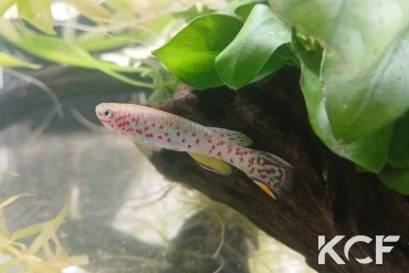 Fundulopanchax scheeli  male adulte 