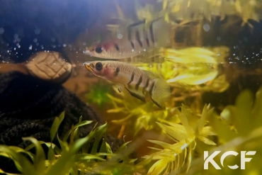 Epiplatys dageti  male adulte 