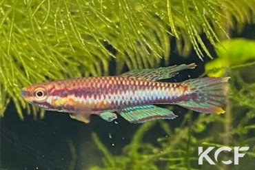 Aphyo. Chromaphyosemion sp. Kompina AD 25-644 male sub adulte 
