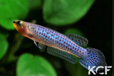 Aphyoplatys duboisi  male adulte 