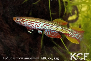 Aphyosemion amoenum Kan ABC 06-125 male adulte 