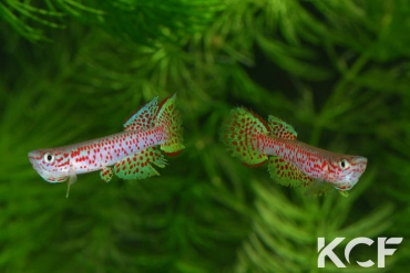 Aphyosemion castaneum Lobaye couple adulte 