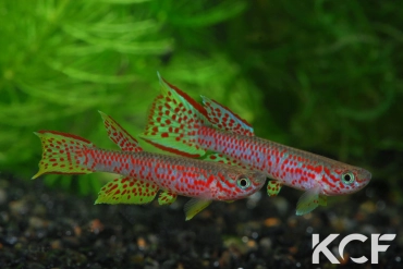 Aphyosemion castaneum Lobaye couple adulte 