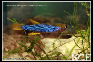 Aphyosemion citrineipinnis Ekembélé BSWG 97-22 male adulte 