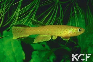 Aphyosemion congicum  male adulte 