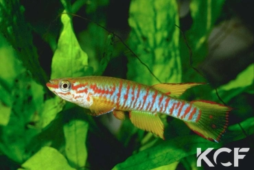 Aphyosemion dargei Matsari GKC 90-23 male adulte 