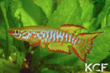 Aphyosemion dargei Mbam GKC 90-22 male adulte 