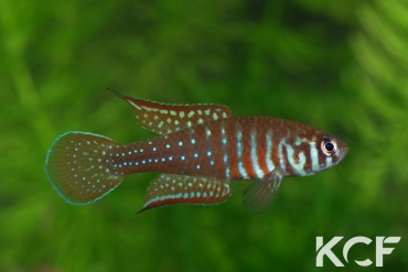 Simpsonichthys boitonei  male adulte 