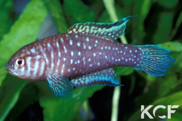 Simpsonichthys boitonei  male adulte 