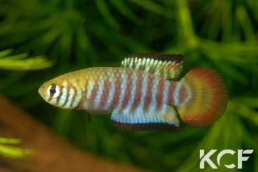 Simpsonichthys cholopteryx MT-481 BIF BR 11-07 male adulte 