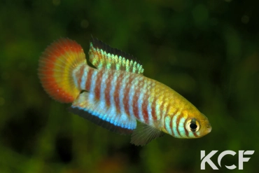 Simpsonichthys cholopteryx MT-481 BIF BR 11-07 male adulte 