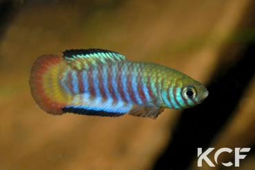 Simpsonichthys cholopteryx MT-481 BIF BR 11-07 male adulte 