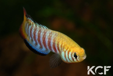 Simpsonichthys cholopteryx MT-481 BIF BR 11-07 male adulte 