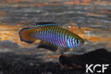 Simpsonichthys parallelus  male adulte 