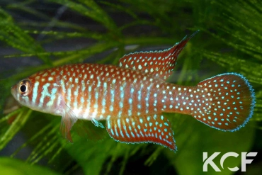 Simpsonichthys punctulatus  male adulte 