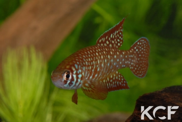 Simpsonichthys punctulatus Formosa Goias NP 03-07 male adulte 