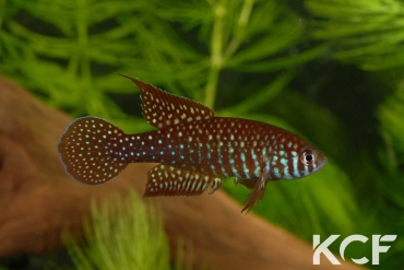 Simpsonichthys punctulatus Formosa Goias NP 03-07 male adulte 