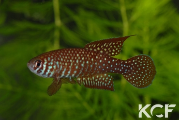 Simpsonichthys punctulatus Formosa Goias NP 03-07 male adulte 
