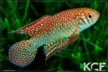 Simpsonichthys punctulatus Formosa Goias NP 03-07 male adulte 