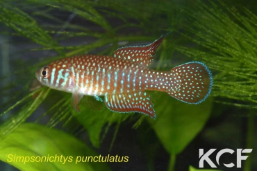 Simpsonichthys punctulatus  male adulte 