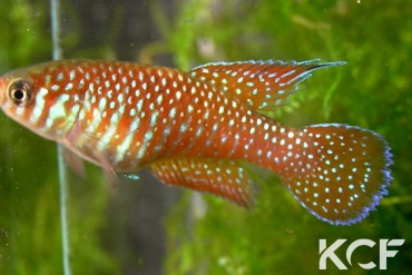 Simpsonichthys punctulatus  male adulte 