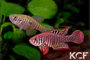 Simpsonichthys santanae  couple adulte 