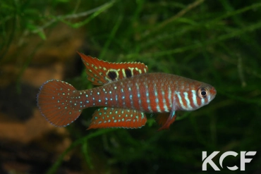 Simpsonichthys santanae Ribeiro de Santana NP07-08 male adulte 