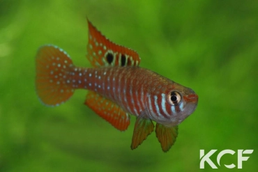 Simpsonichthys santanae Ribeiro de Santana NP07-08 male adulte 