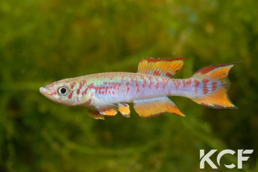 Fundulopanchax walkeri  male adulte 