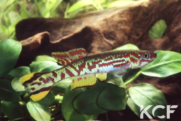 Fundulopanchax spoorenbergi  male adulte 