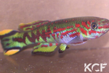 Fundulopanchax spoorenbergi  male adulte 