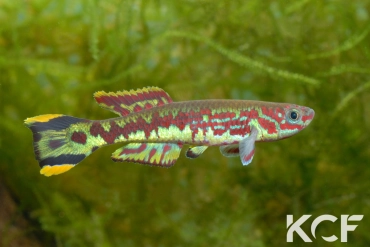 Fundulopanchax spoorenbergi  male adulte 