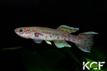 Fundulopanchax sp. Akwen BLLMC 05-02 male adulte 