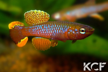 Diapteron fulgens Sud Makokou ABDEK 12-482 male adulte 