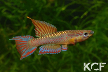 Aphyo. Chromaphyosemion loennbergii Songmendeng ABDEK 12-506 male sub adulte 