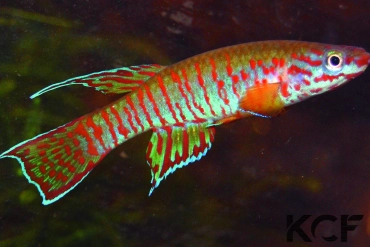 Aphyosemion elberti Ndokayo CXC 2 male adulte 