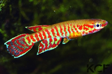 Aphyosemion elberti Ruisseau Bali-Mombal JVC 08 male adulte 
