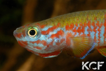 Aphyosemion elberti Ndanga Gandina ABDK 10-350 male adulte 