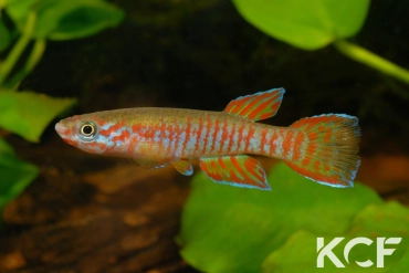 Aphyosemion elberti Ndanga Gandina ABDK 10-350 male adulte 