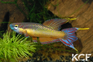 Aphyo. Chromaphyosemion loennbergii Bidou-Sanctuaire ADGP 11-17 male adulte 