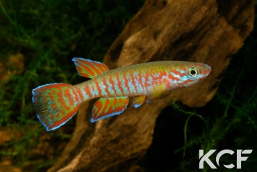 Aphyosemion elberti Ndanga Gandina ABDK 10-350 male adulte 