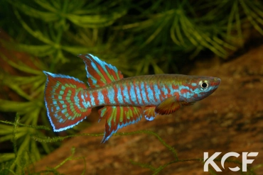 Aphyosemion elberti Bertoua ABDK 10-353 male adulte 